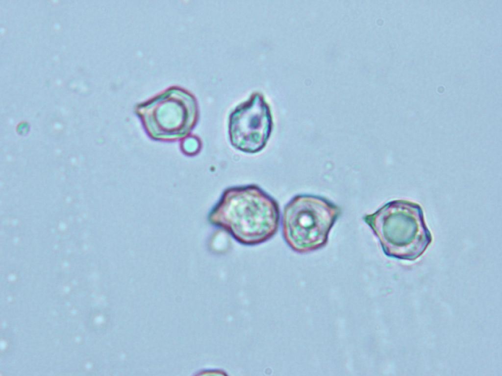 Indagine microscopica